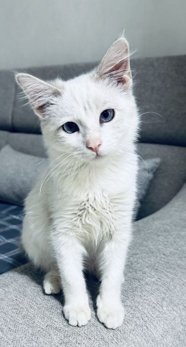 Милый котик сиамский