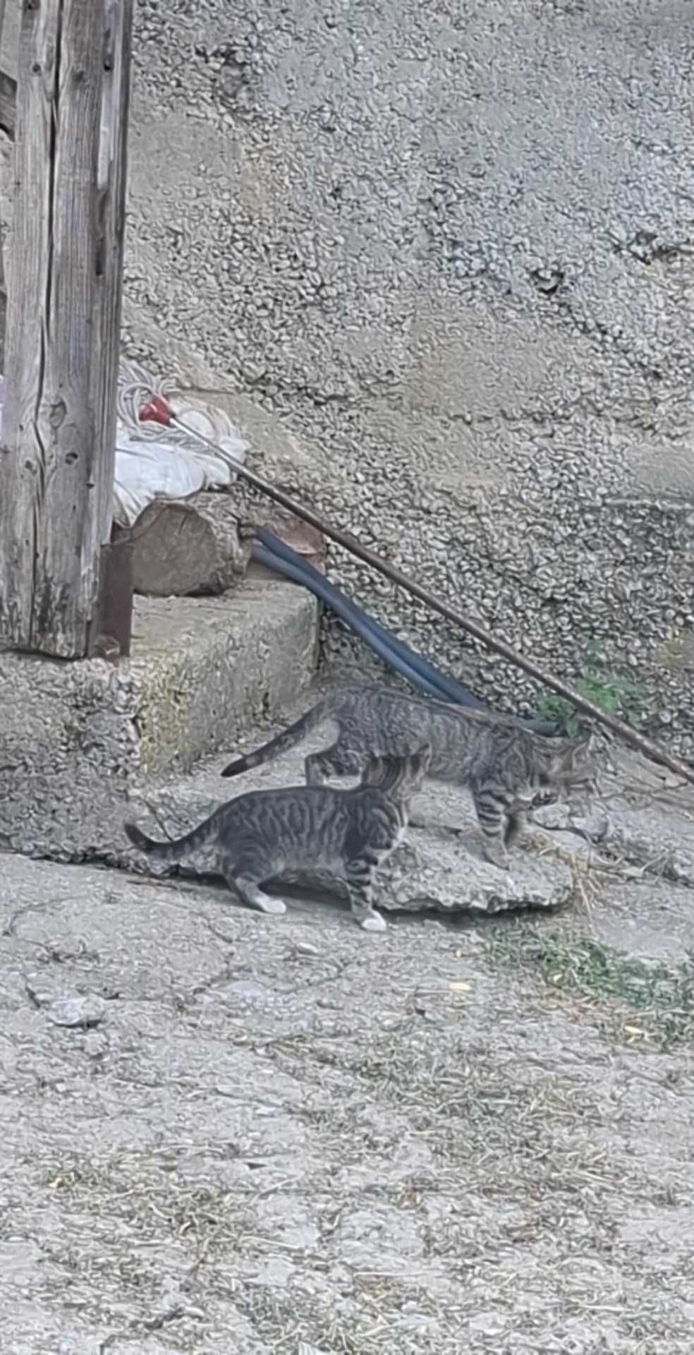 Подарявам малки котенца