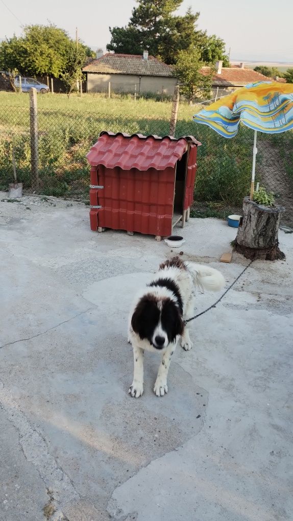 Каракачанска овчарка