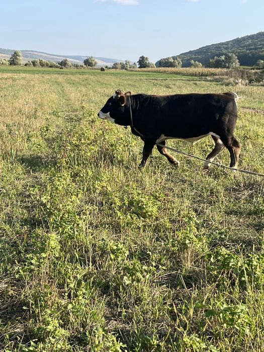Se vinde taur de rasa baltata roamneasca