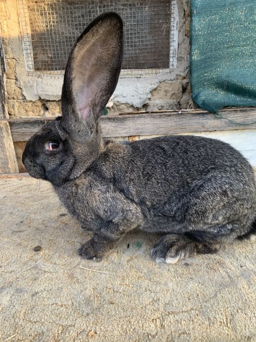 Urias german gri fier