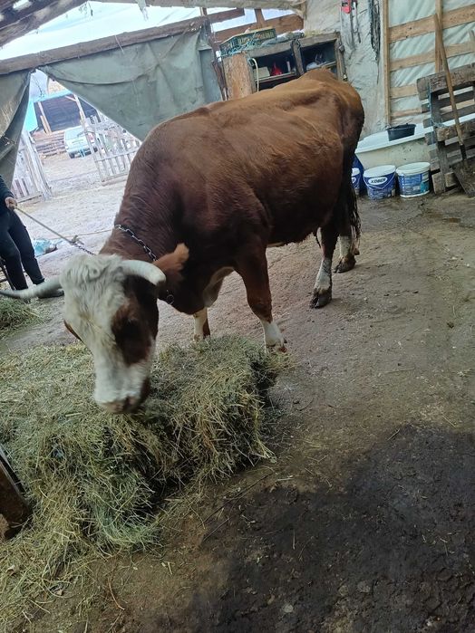 Vând vaci bălțată romaneasca