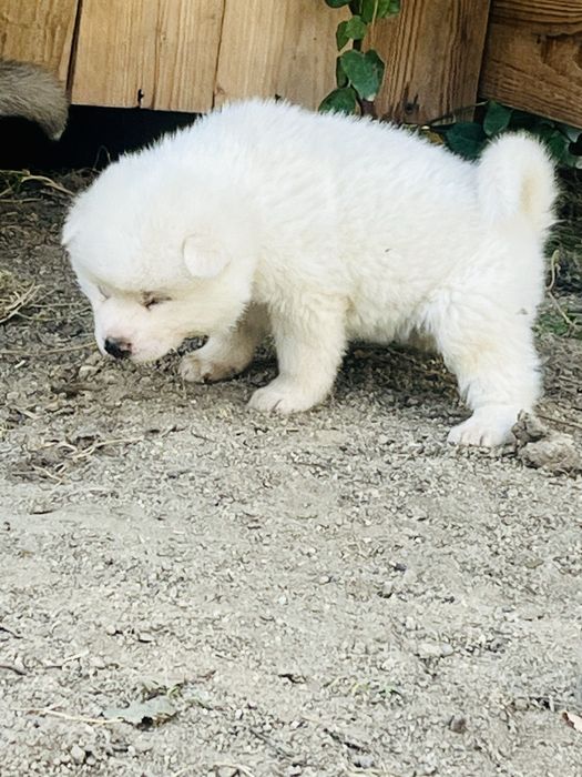 Mascul akita inu japonez