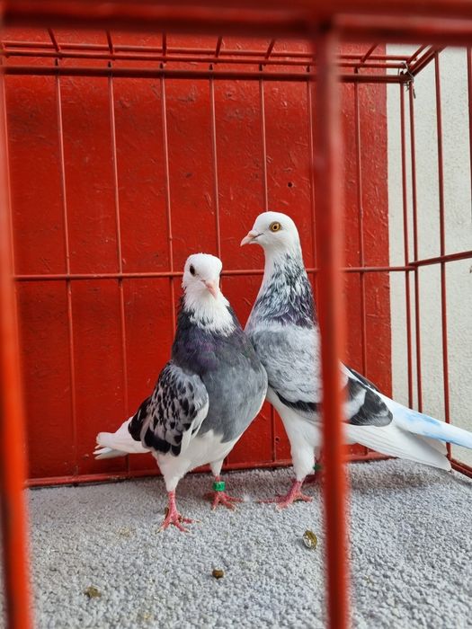 Porumbei birmigham rolleri