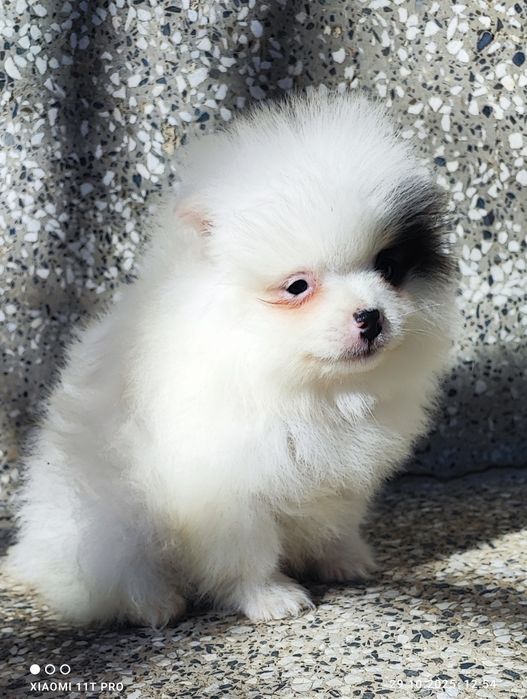 Померан померанче