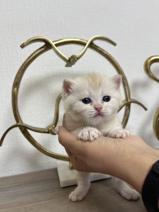 Котята шотландские страйт и фолд