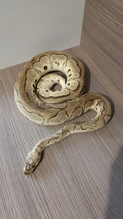 Piton regal pastel clown