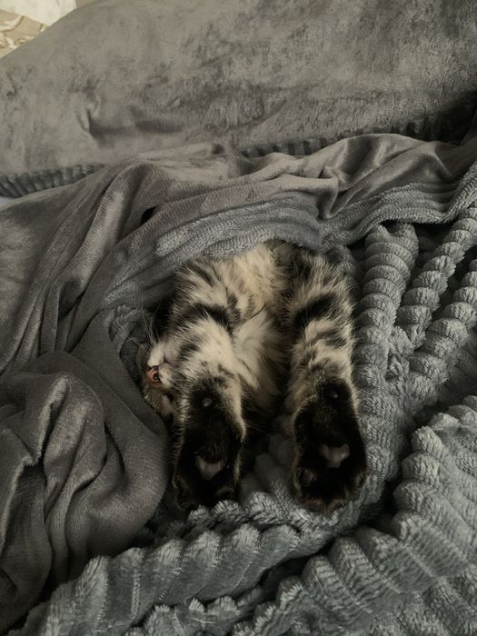 Здаю котенка бесплатно