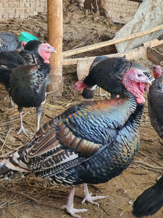 Bronza kurkalar sotiladi