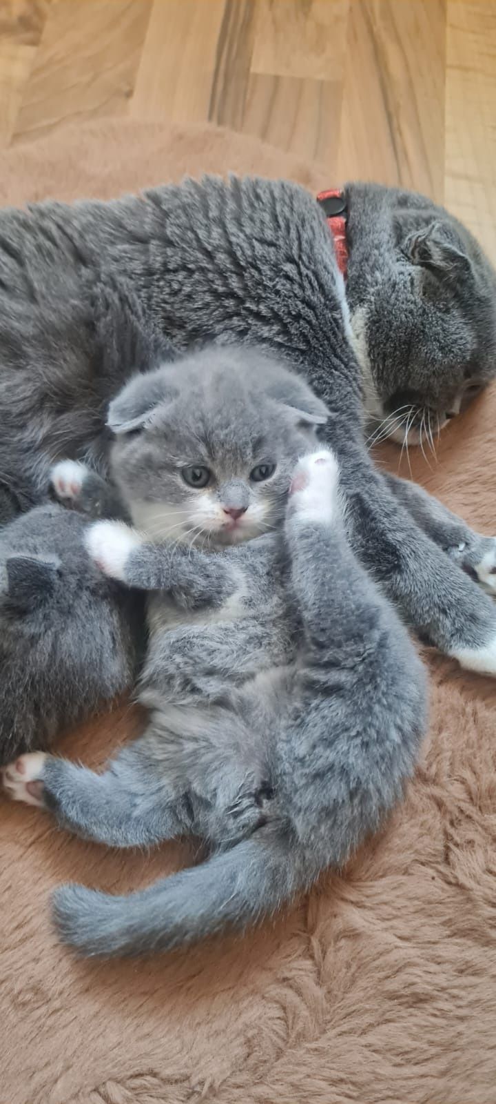 Fetițe Scottish fold de vânzare