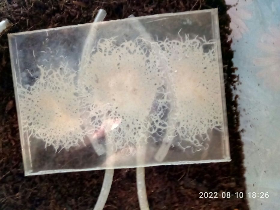 Гриндальский червь.Фото мое