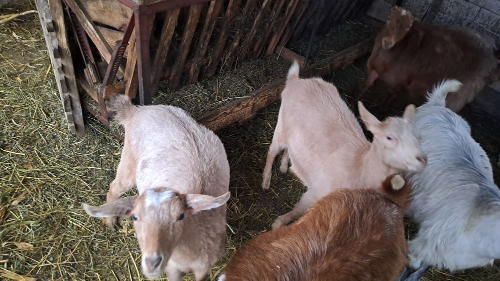 Schimb 3 caprite cu oi
