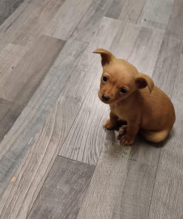 Търсим дом за пинчар