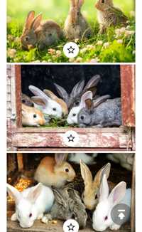 Кролики маленькие и большие.