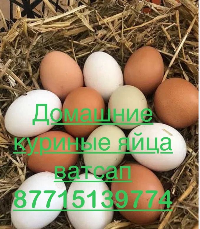 Яйца куриные