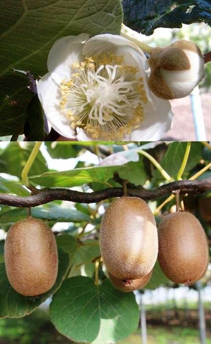 Йирик Киви кучатлари