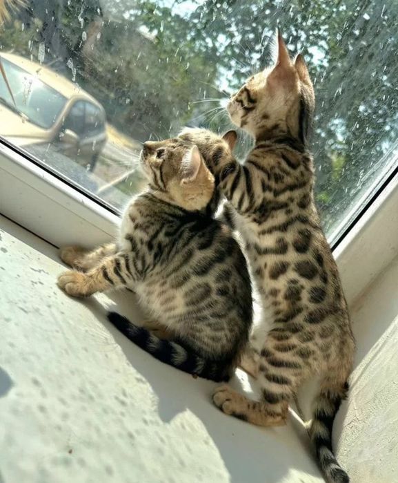 Бенгальские котята