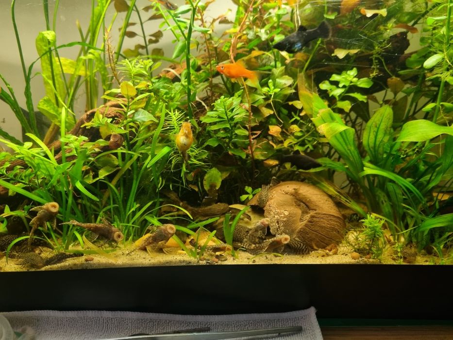 Ancistrusi  guppy sanitari acvariu
