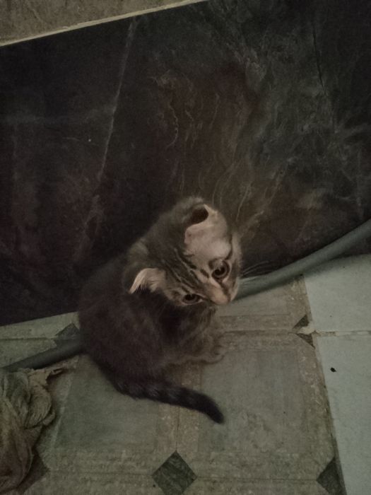 Отдам в добрые руки. Веслоухого шотландеца