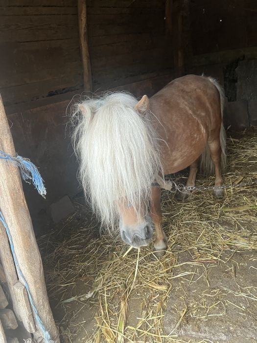 Vând ponei 3000lei negociabili