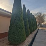 Арча сотилади 10та