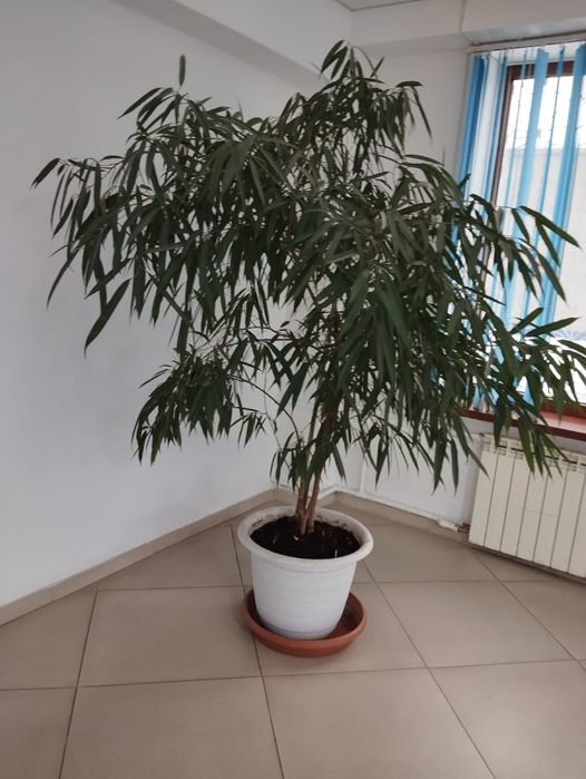 Продам фикус 21 тыс
