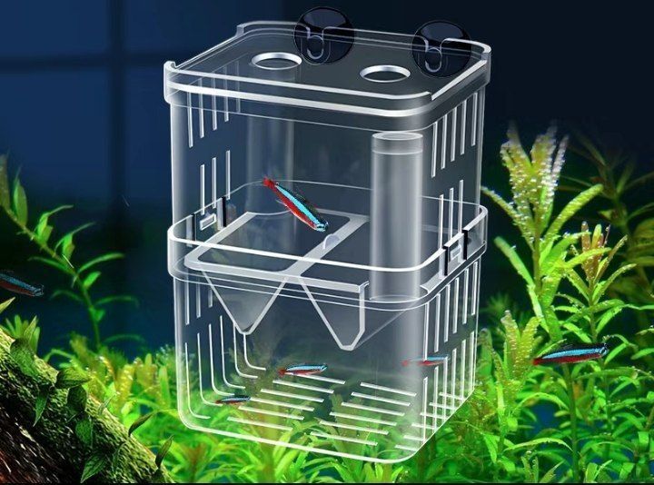 Akvarium baliqlarini ko'paytirish