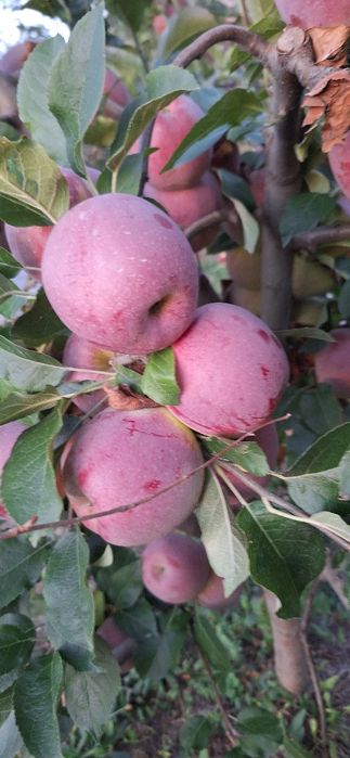 VÂND MERE IDARET 3,80 lei kg Mutiu Florina 3,30lei kg