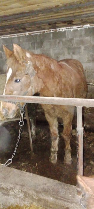 Продам 2 жеребцов