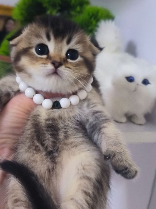 Продаются шикарные котята
