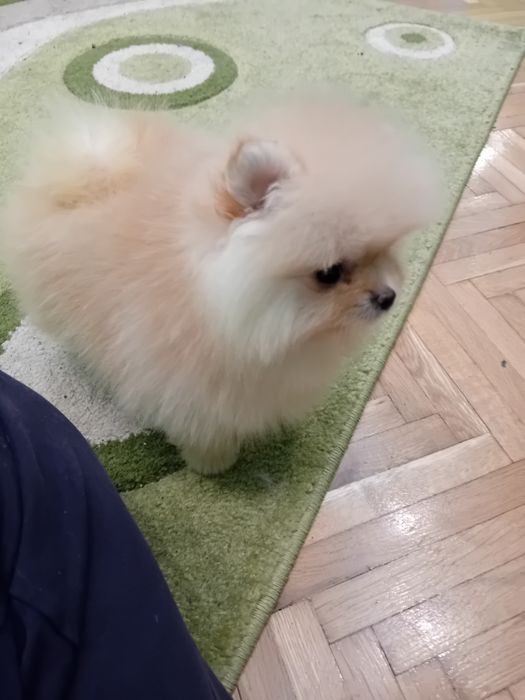 Померан мини померанче