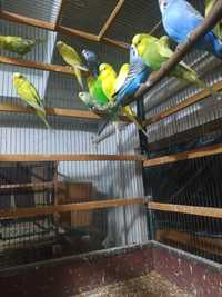 Продаются попугаи чехи молодые