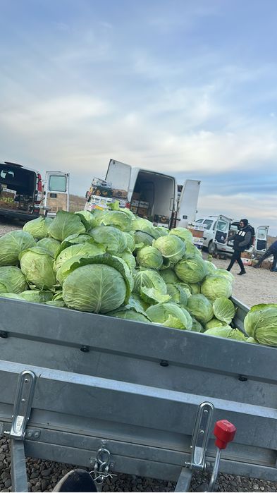 Varza escazu de vanzare