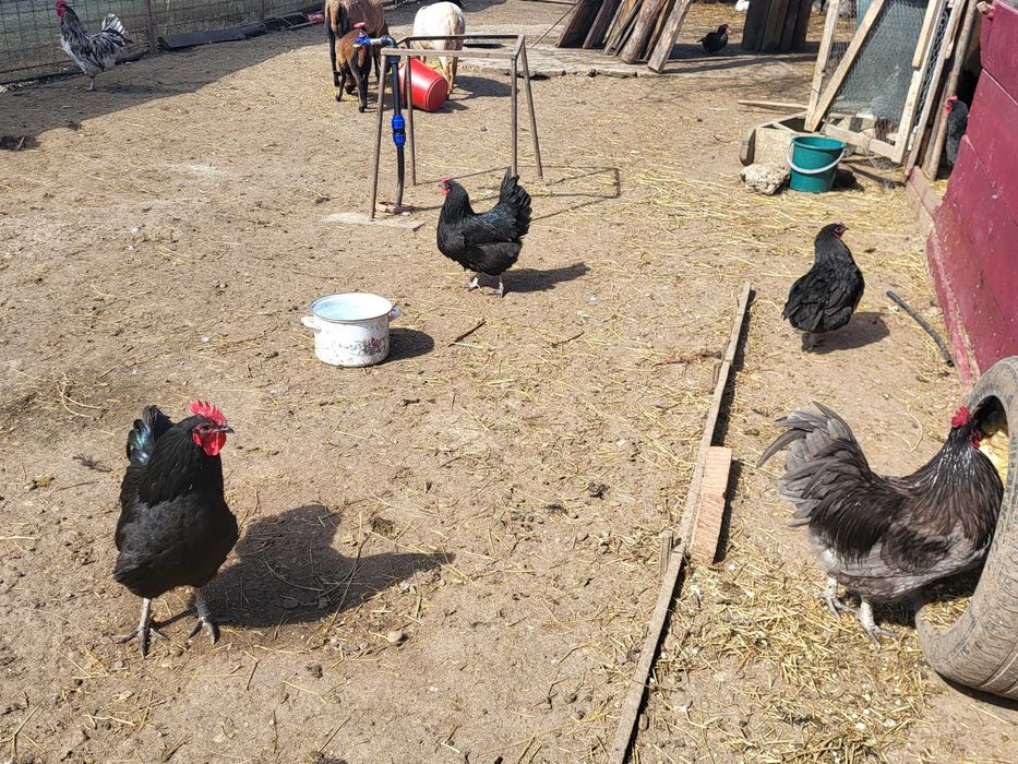 Gaini si cocosi australorp negru, albastru si splash