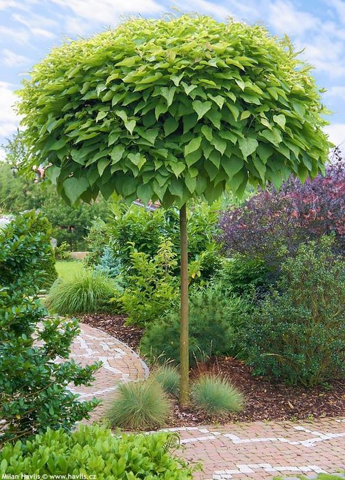 Catalpa tip glob la ghiveci
