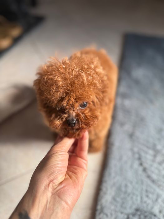 Femela pudel mini teacup roșu