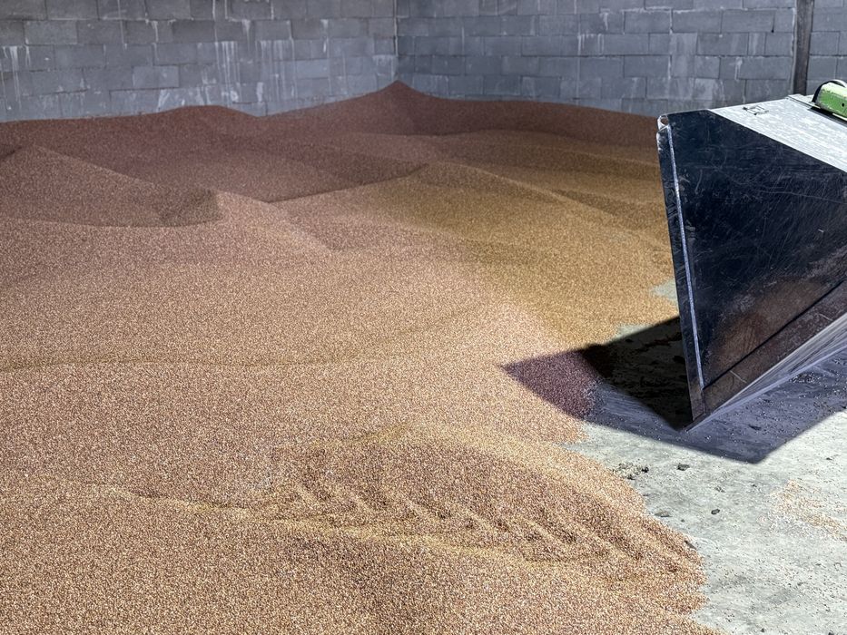 Vand sorg boabe rosu