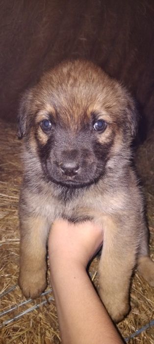 Donez puiuți de câine ! Nu am posibilitatea să-i păstrez!