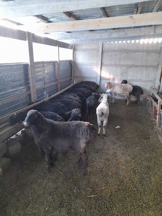 Бордақы қойлар сатылады