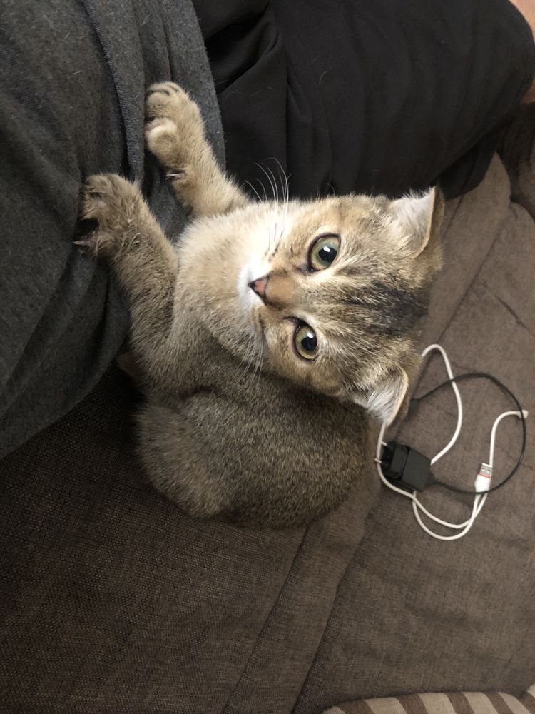 Котенок вислоухий с короткой шерстью