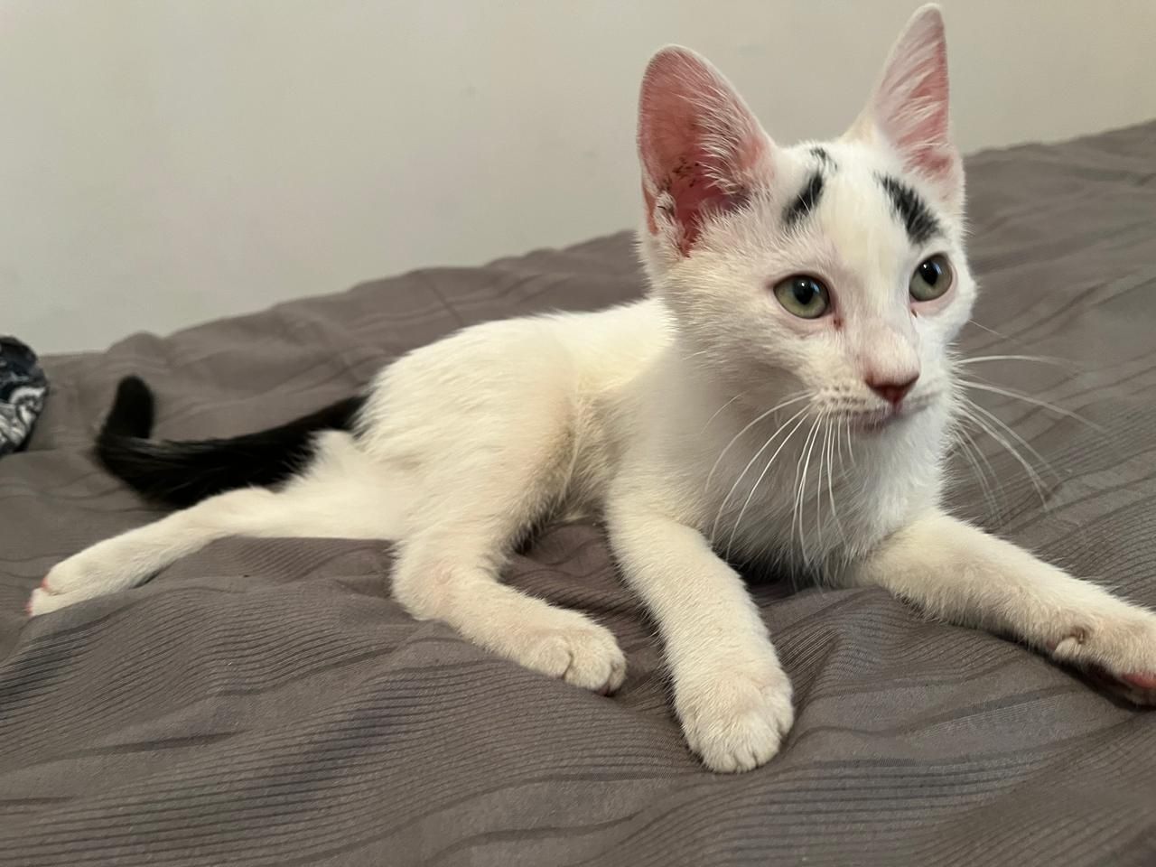 Котенок , очень хороший ласковый