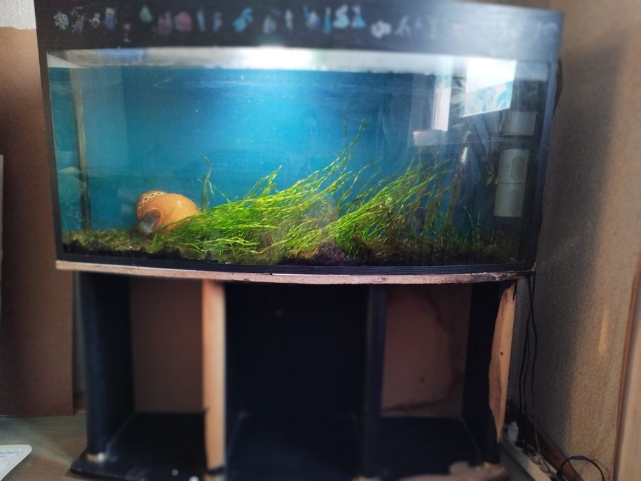 Продаю аквариум 200–250 л с рыбками и фильтром