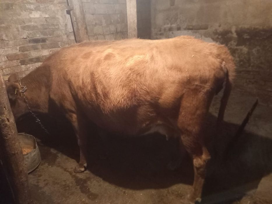 Семіз сиыр сатылады. 500,000