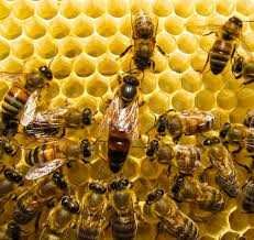 POLIOEL - Tratare, stimulare familii de albine