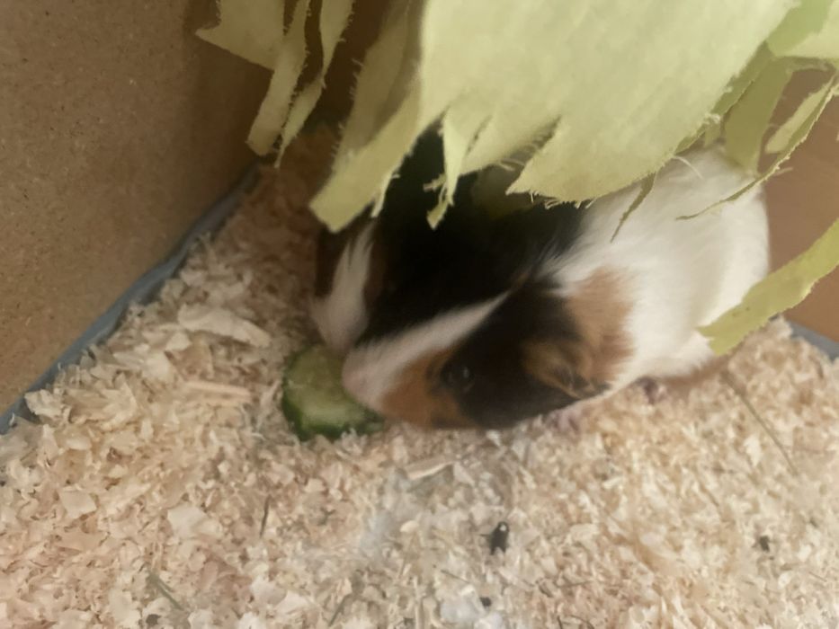 Морска свинче подарявам