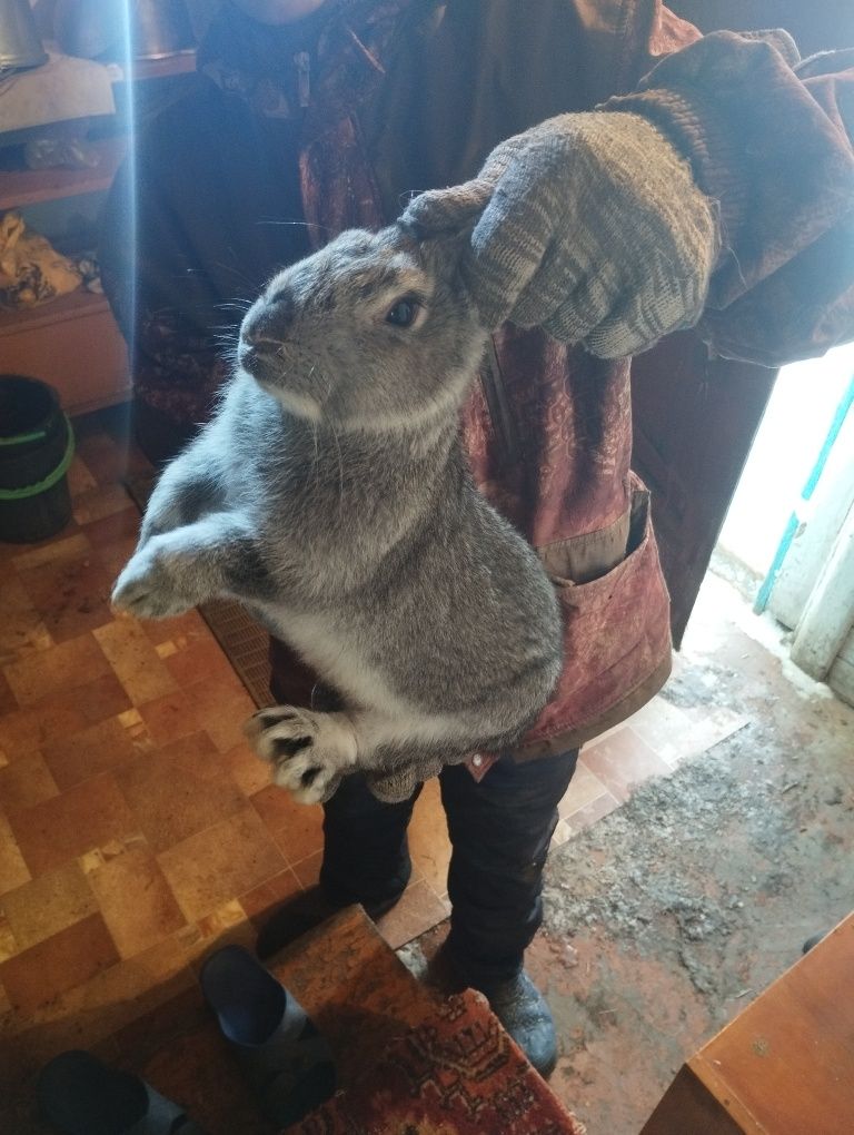 Продам кроликов в хорошие руки 5 штук