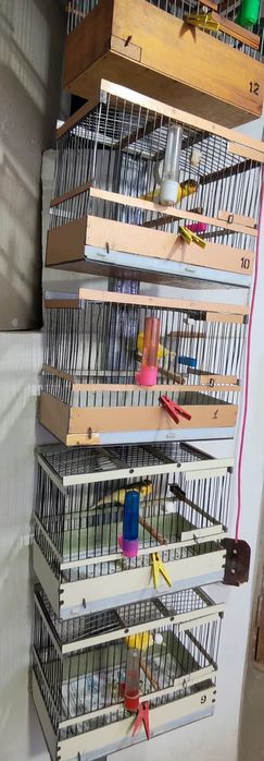 Канарейки самки самцы