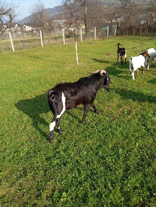 Vând țap frumos .