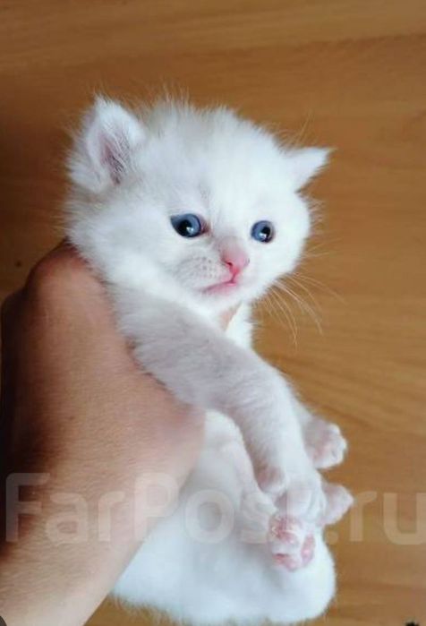 Скотиш Страйт котята