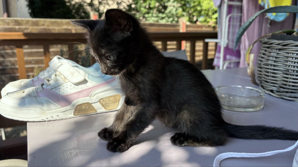 Ofer spre adoptie pisici